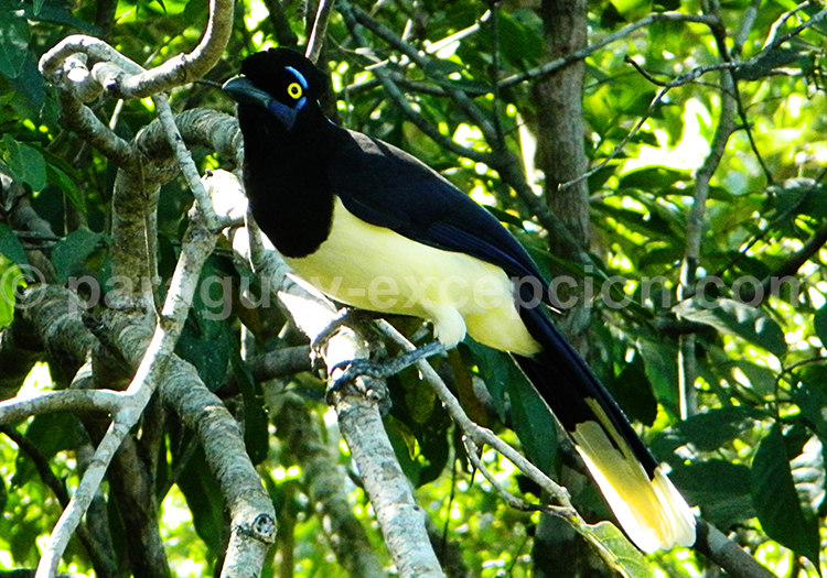 Geai acahé (Cyanocorax chrysops), oiseau du Paraguay