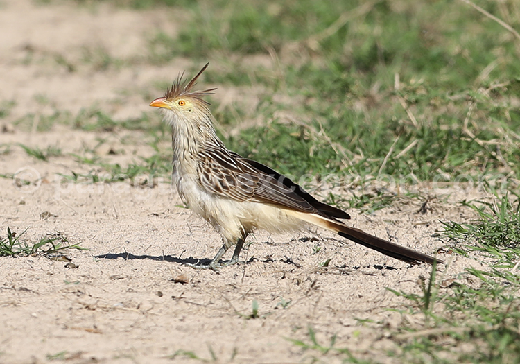 Guira cantara ou Guira (Guira guira)