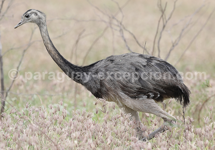 Nandou d’Amérique (Rhea americana)