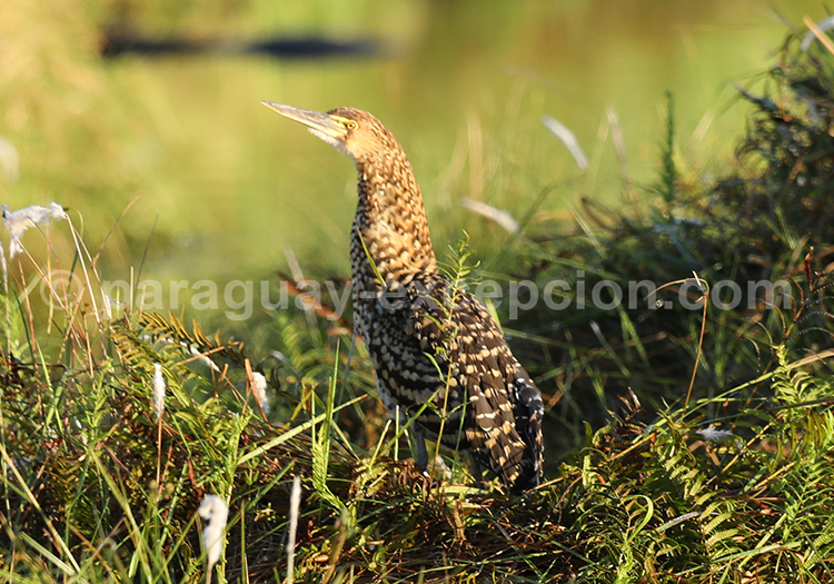 Onoré rayé (Tigrisoma lineatum)