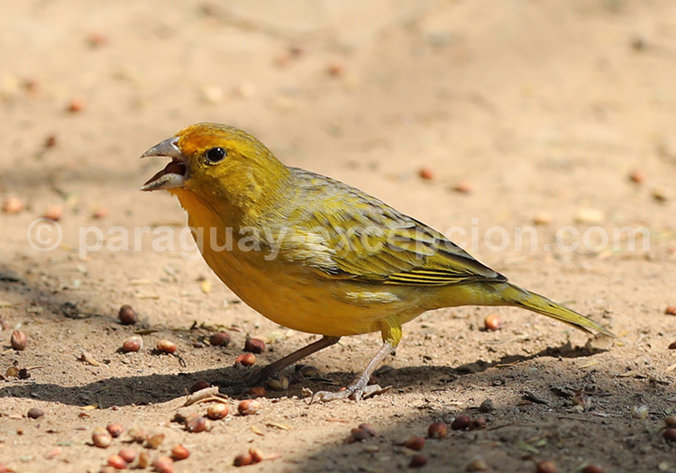Sicale bouton-d’or (Sicalis flaveola)