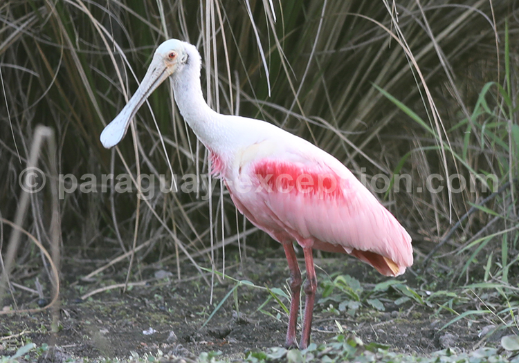 Spatule rosée (Platalea ajaja)