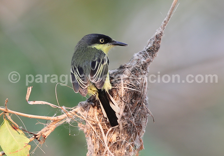 Todirostre familier (Todirostrum cinereum)