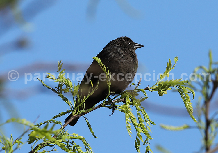 Vacher criard (Molothrus rufoaxillaris)