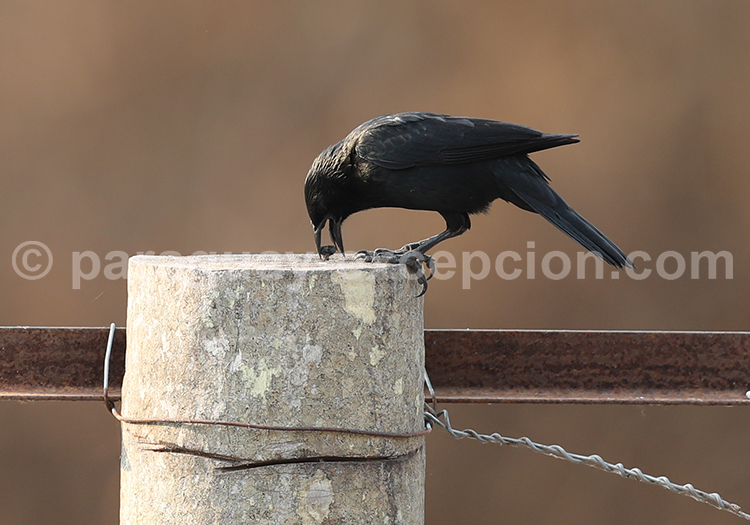 Vacher géant (Molothrus oryzivorus)