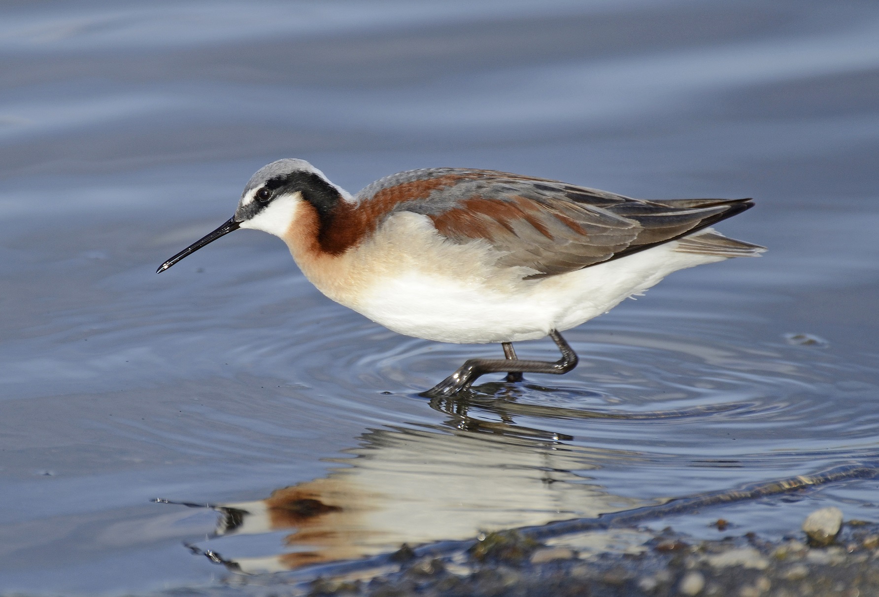Phalarope de Wilson CC