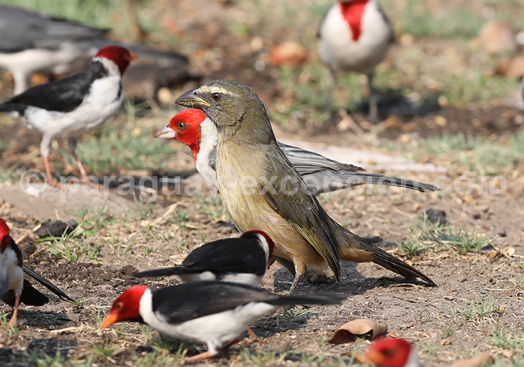 pepitero grisáceo​ (Saltator coerulescens)