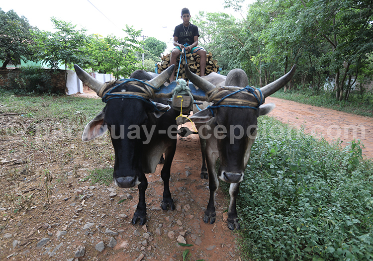 Agriculture au Paraguay, la sylviculture, ressource du pays