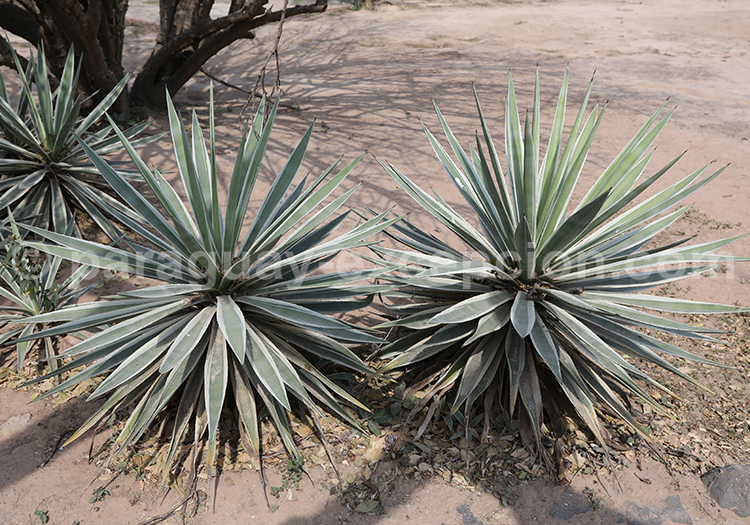 Agave americaine panaché