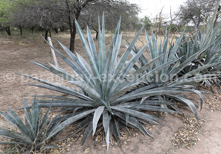 Agave bleue
