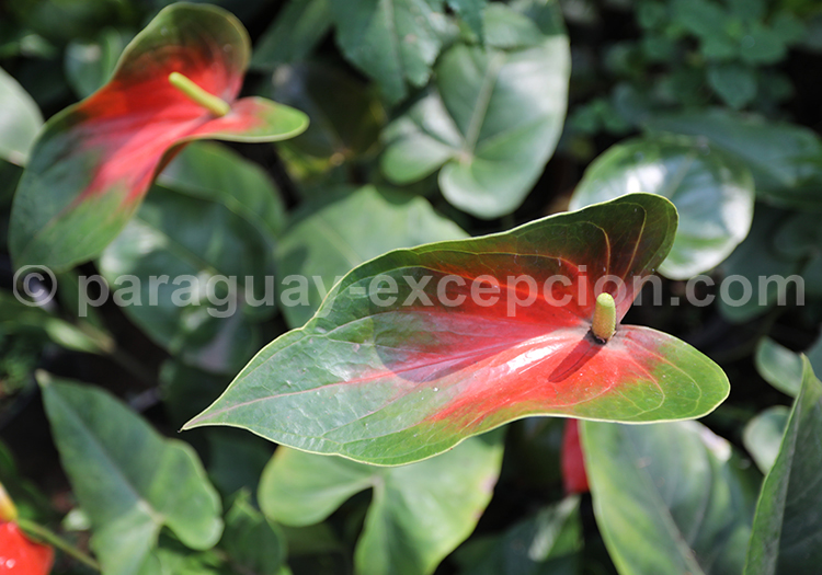 Anthurium baby Boomer