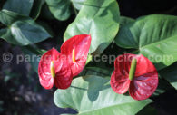 Anthurium rouge Anthurium rouge