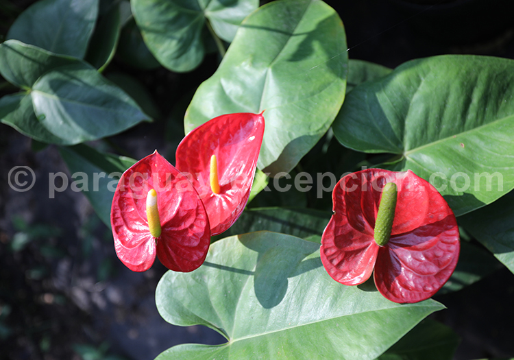 Anthurium rouge