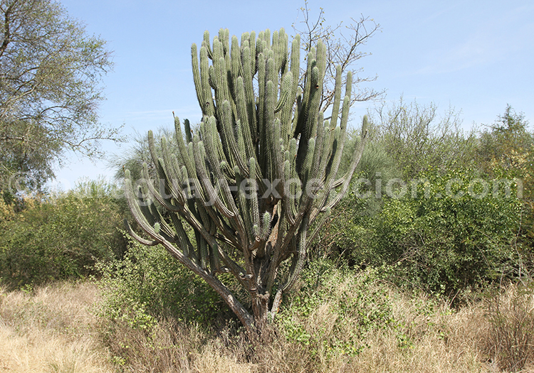 Cierge arborescent