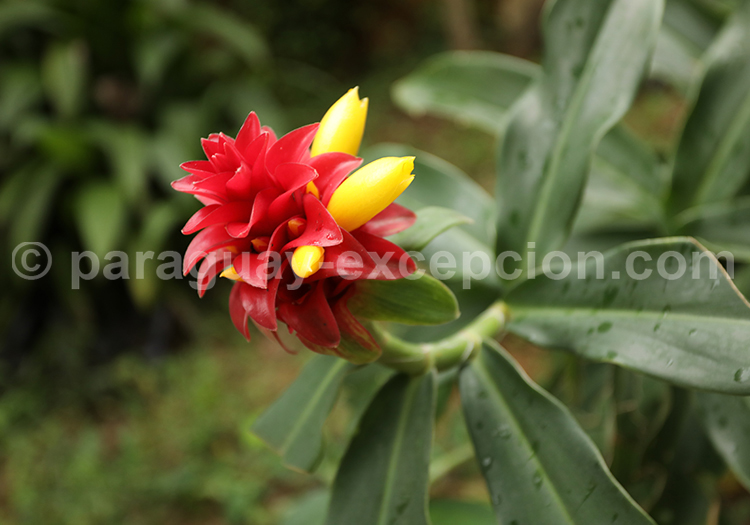 Gingembre rouge