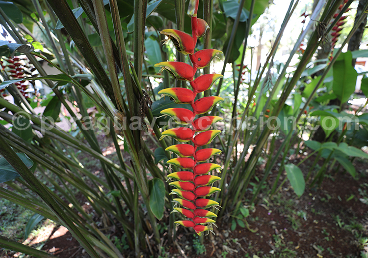 Heliconia rostrata