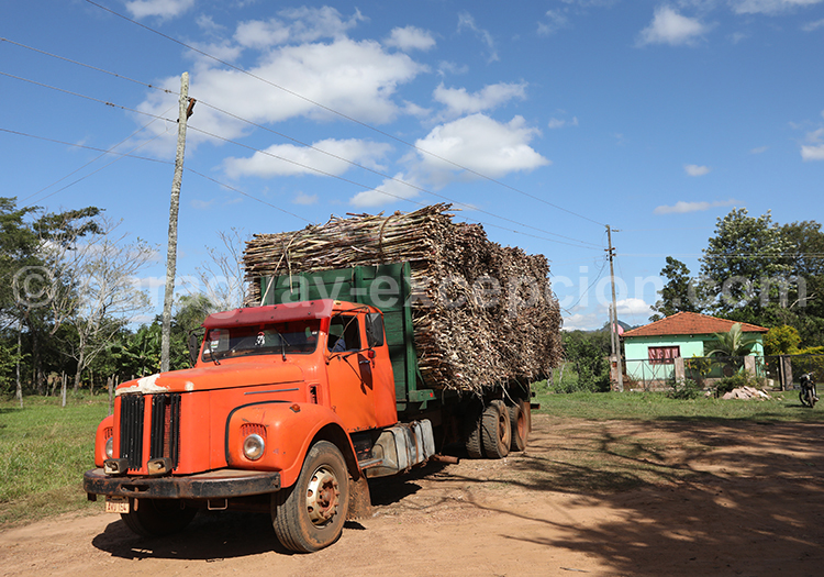 La sylviculture au Paraguay