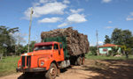 L'économie de la sylviculture au Paraguay