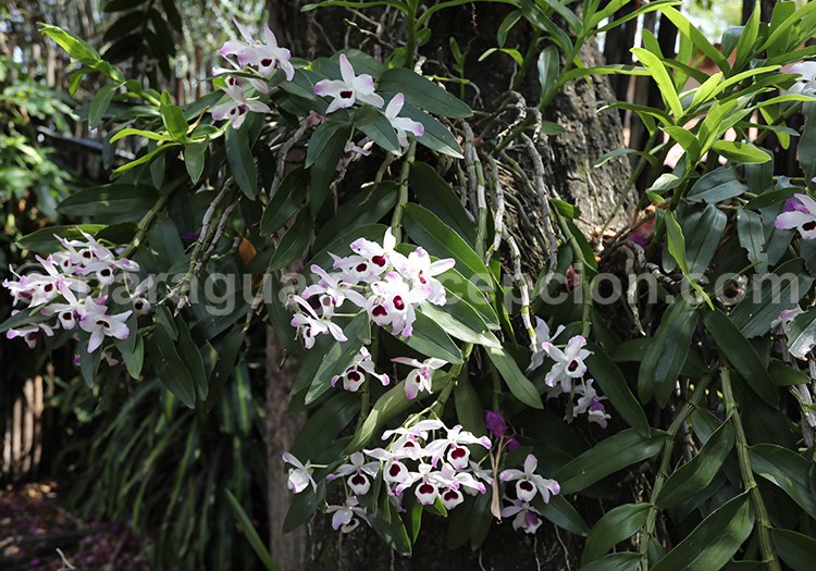Orchidée Bambou
