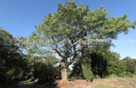 Palo Boracho, Paraguay Palo Boracho, Paraguay