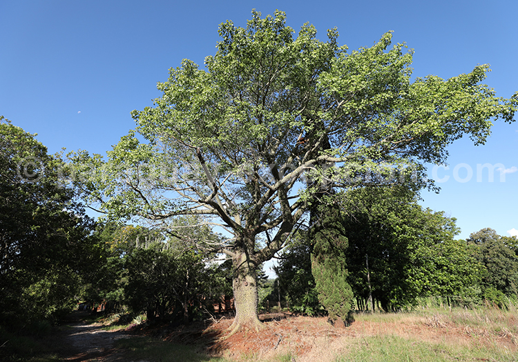 Palo Boracho, Paraguay
