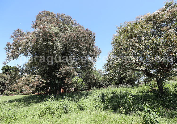 Peteribi, arbres du Paraguay