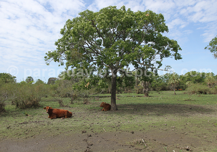 Quebracho blanco, Paraguay
