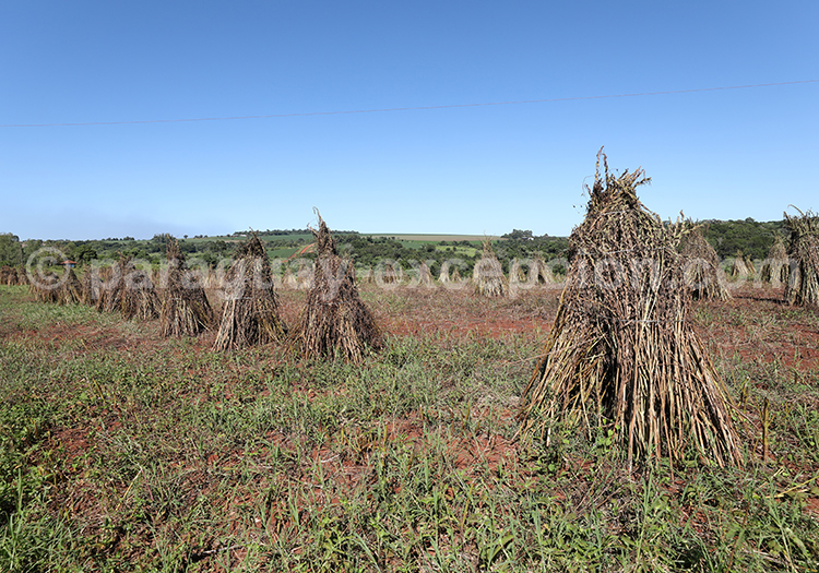 Production de sésame au Paraguay