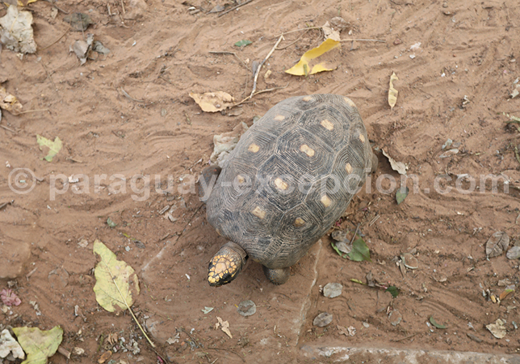 Tortue charbonnière à pattes rouges (Chelonoidis carbonaria)