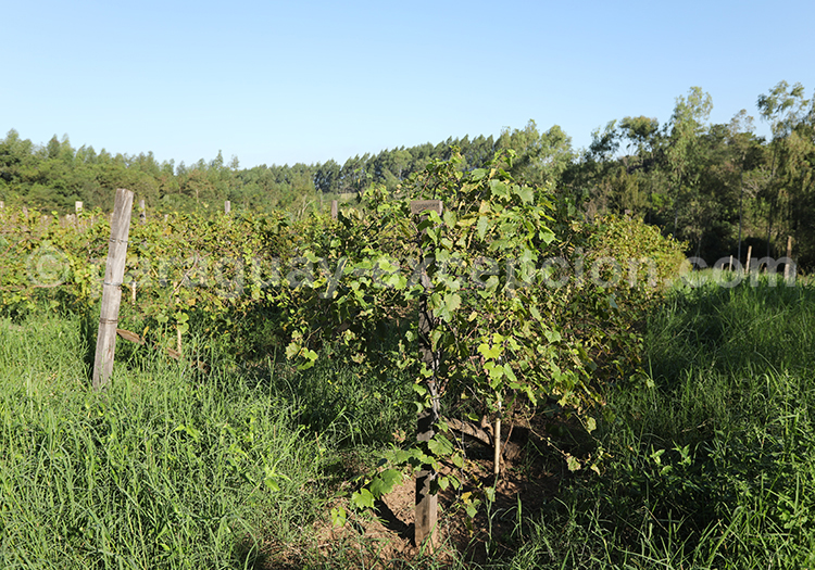 Vignes du Paraguay