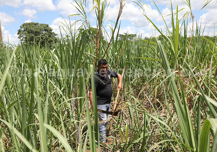 Production de canne à sucre au Paraguay