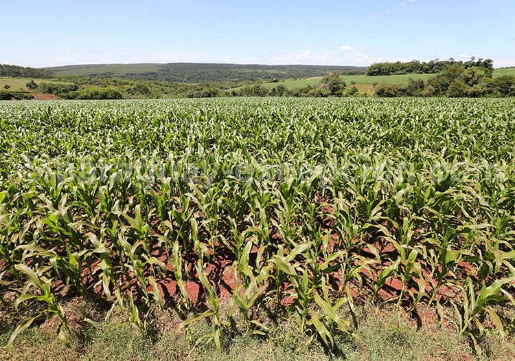 Champs de maïs au Paraguay