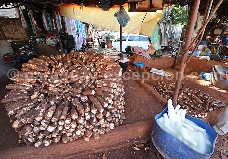 Le manioc au Paraguay