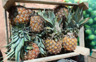 Culture d’ananas au Paraguay Culture d’ananas au Paraguay