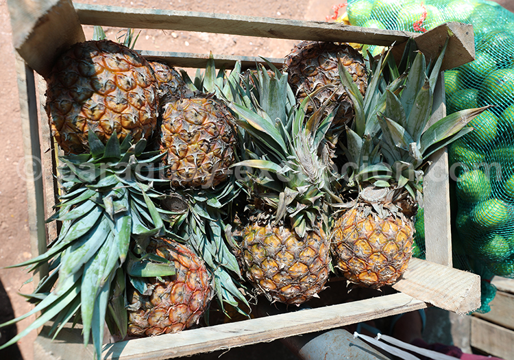 Culture d’ananas au Paraguay