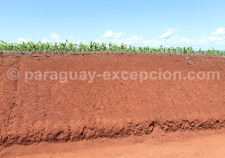 Pousse de maïs, Paraguay