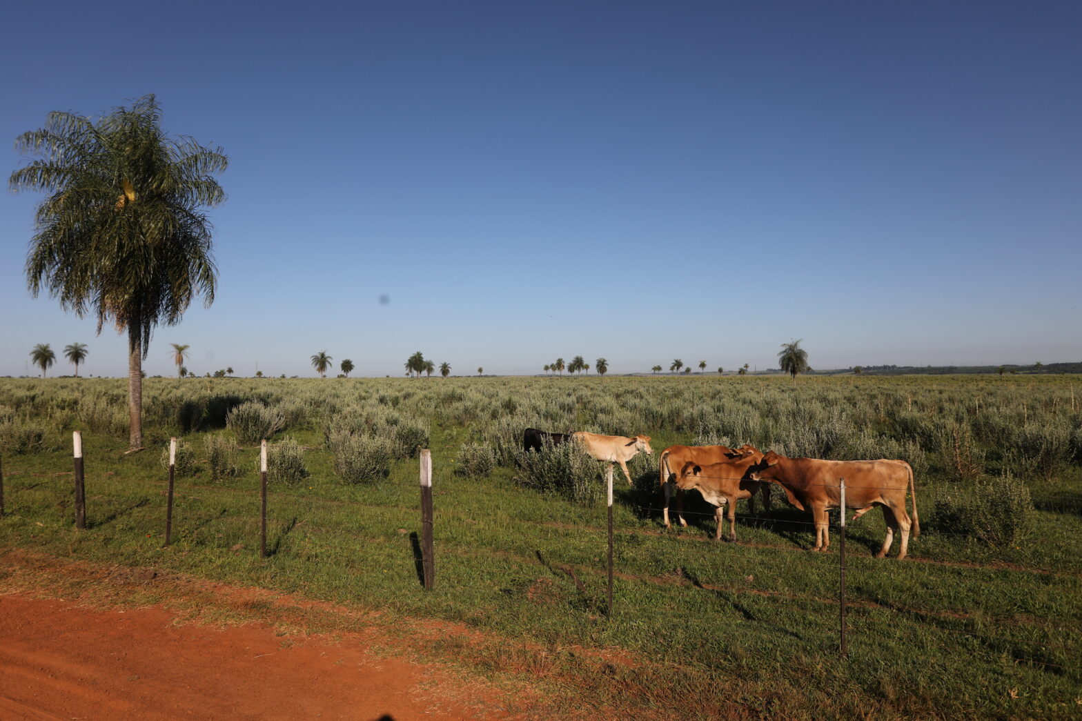 Paraguay