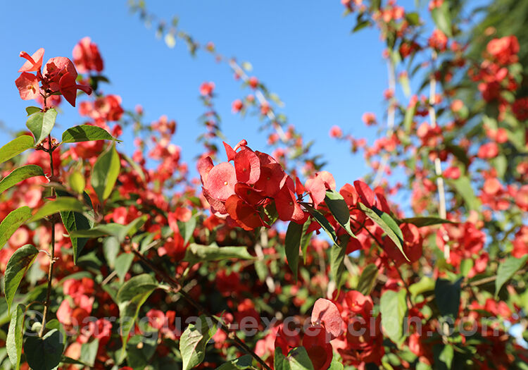 Holmskioldia sanguinea, Paraguay