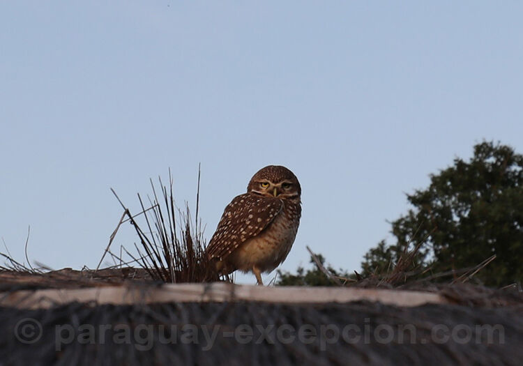 Chevêche des terriers, rapaces du Paraguay