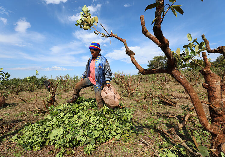 ~ Plantation de maté