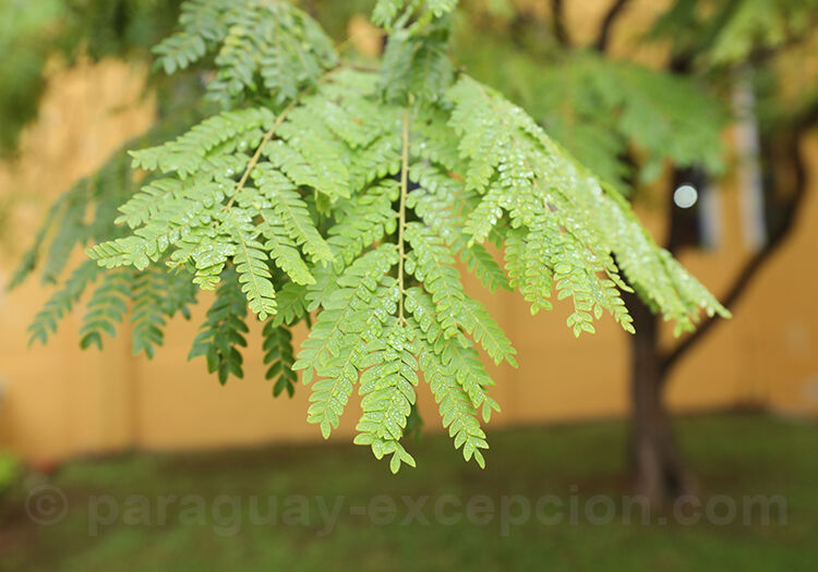 Flamboyant, feuillage