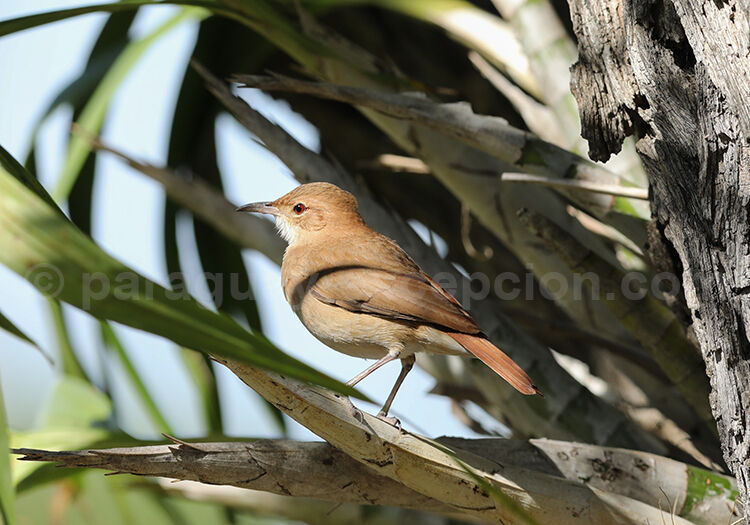 Fournier roux, Paraguay