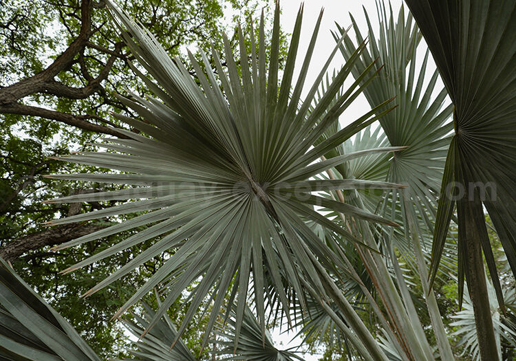 Palmier de Bismarck, Paraguay