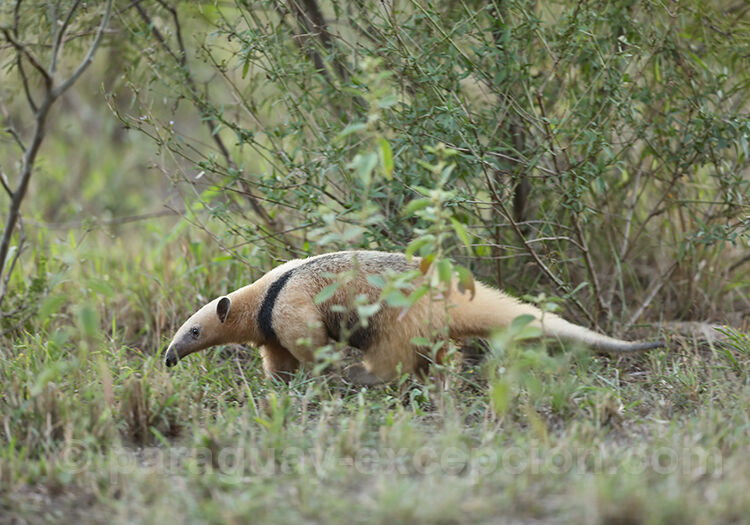 Tamandou à collier