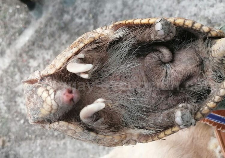 Tatou à 3 bandes, Paraguay