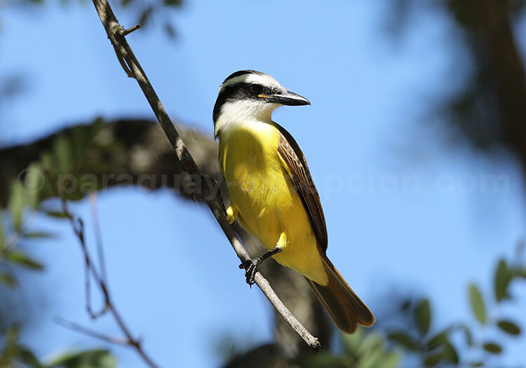Tyran Quiquivi, Paraguay