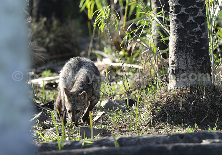 Zorro de monte, Aguara’í, Cerdocyon thous